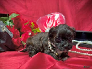 Yorkiepoo dogs for sale: Twix - Ad 4