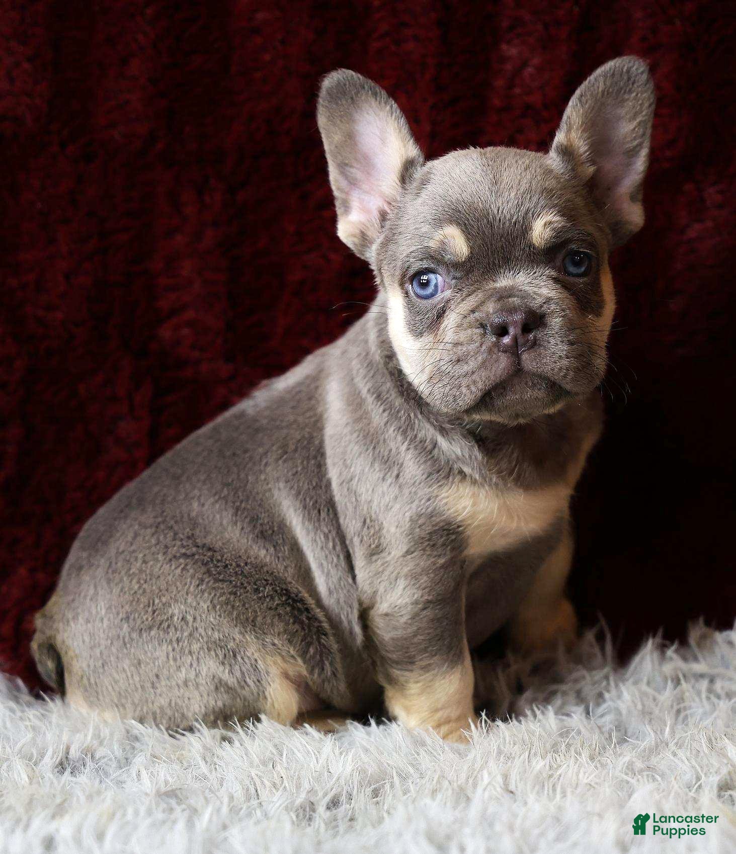 French Bulldog dogs Tank - Ad 5