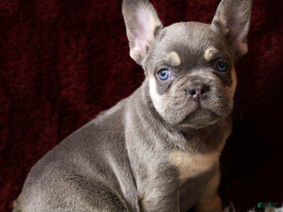 French Bulldog dogs Tank - Ad 5
