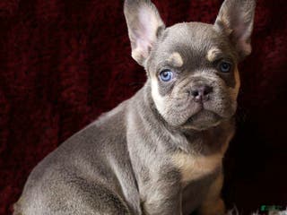French Bulldog dogs Tank - Ad 8