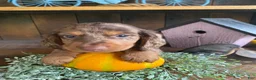 Miniature Dachshund dogs for sale: Franky - Ad 9
