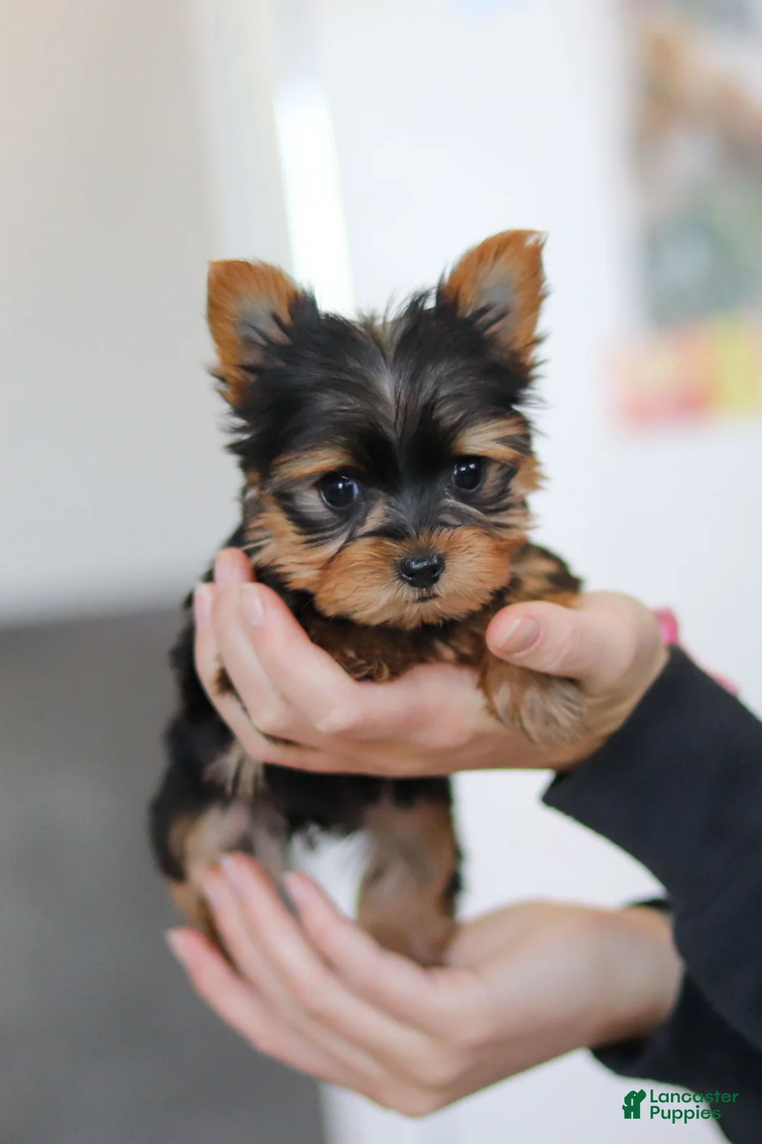 Yorkshire Terrier dogs for sale: Saige - Ad 12