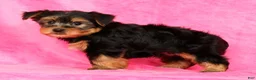 Yorkshire Terrier dogs for sale: Leo - Ad 5