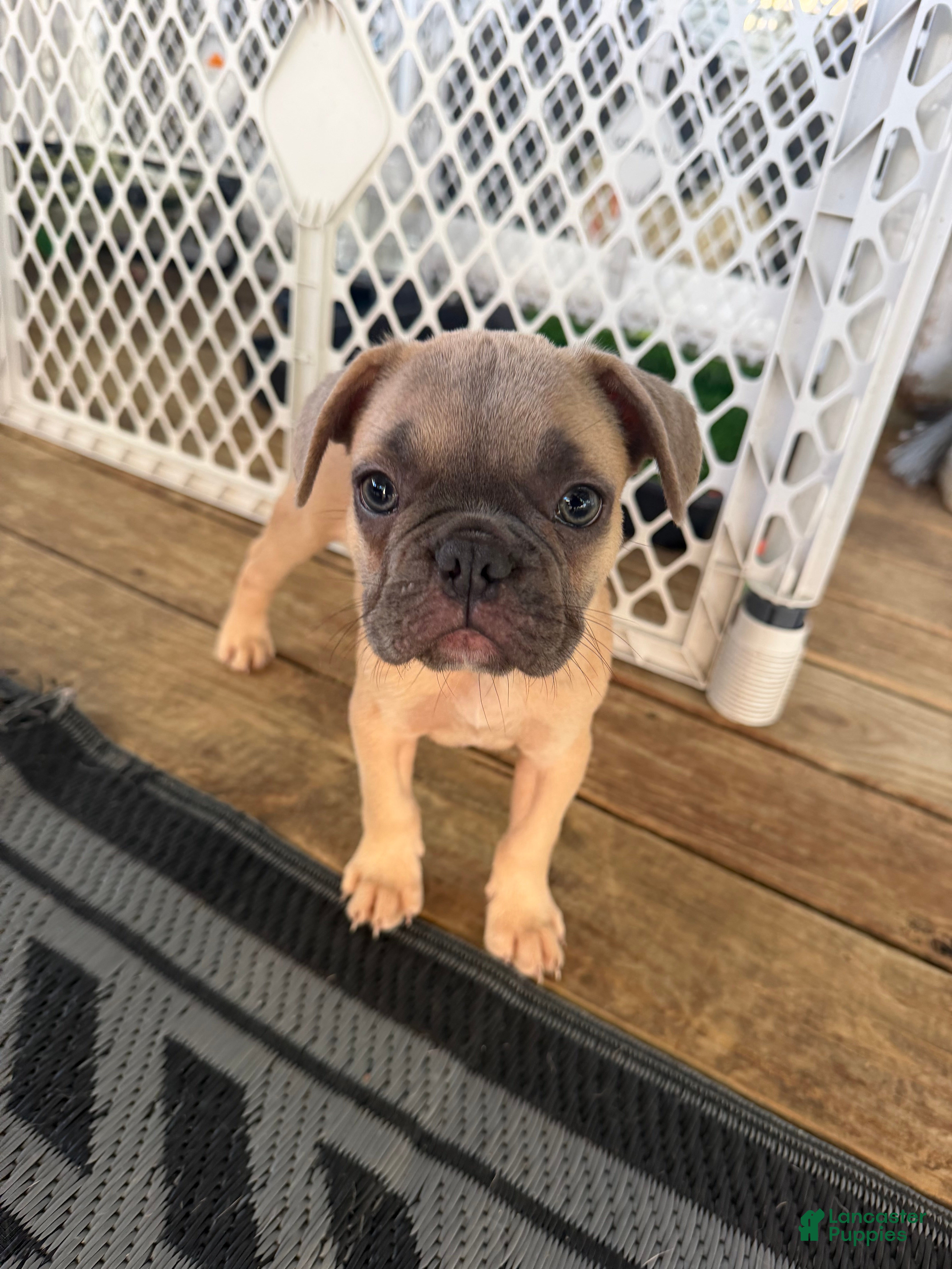 French Bulldog dogs Shadow  - Ad 42