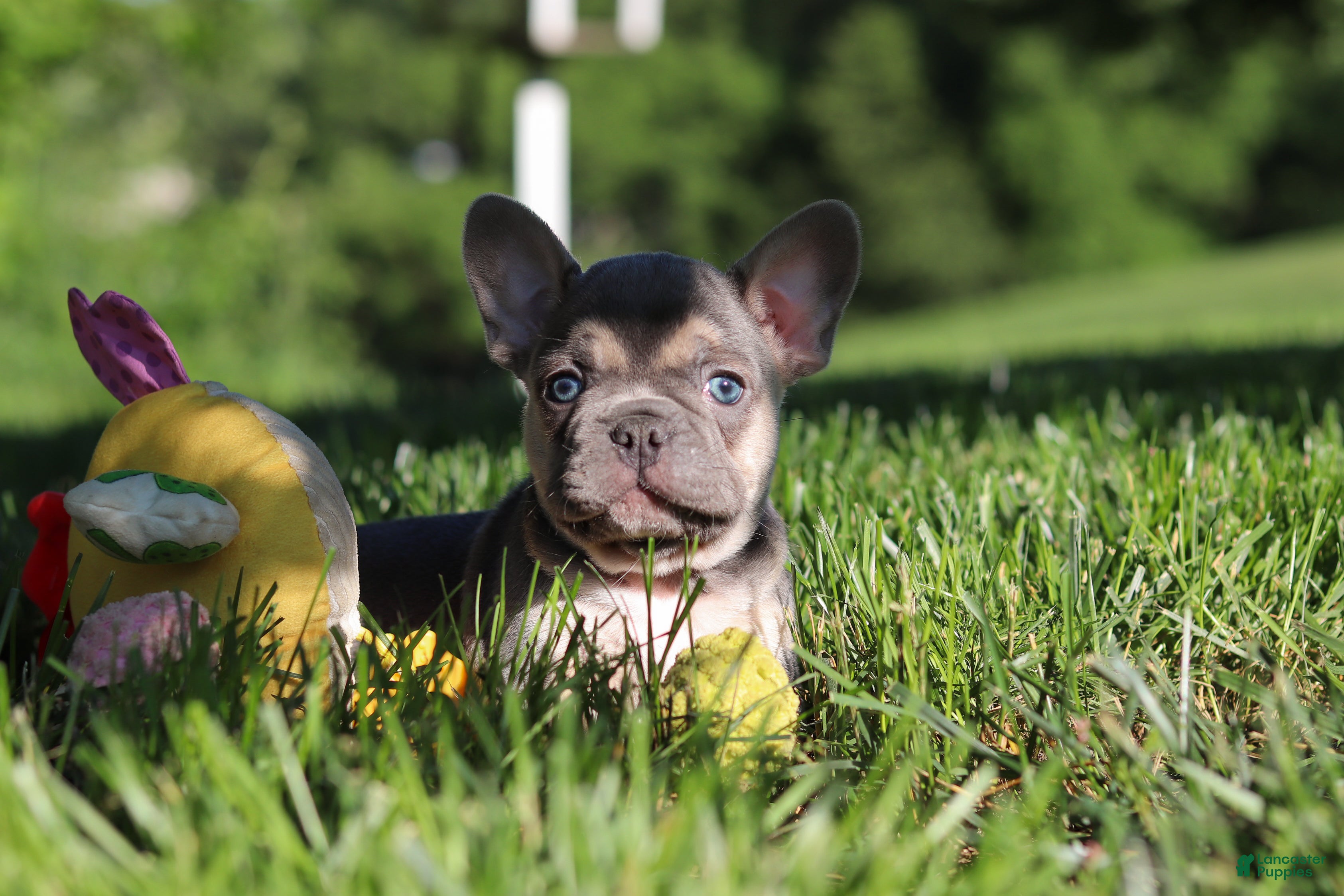 French Bulldog dogs for sale: Pete - Ad 2