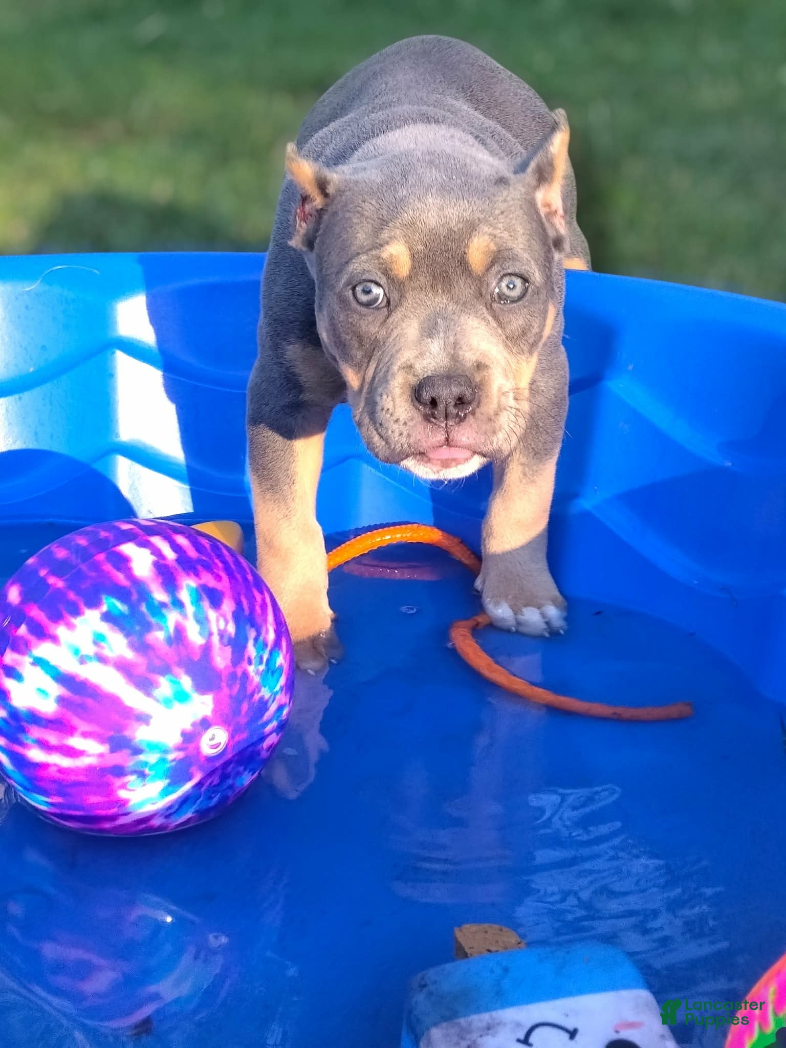 American Bully dogs American Bully Puppy 1 - Ad 1