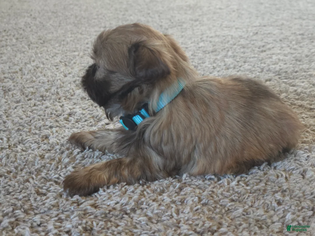 Shih Tzu dogs for sale: Buddy  - Ad 3