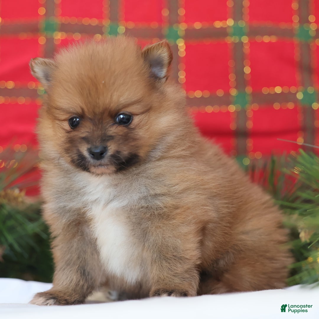 Pomeranian dogs for sale: Rumble - Ad 10