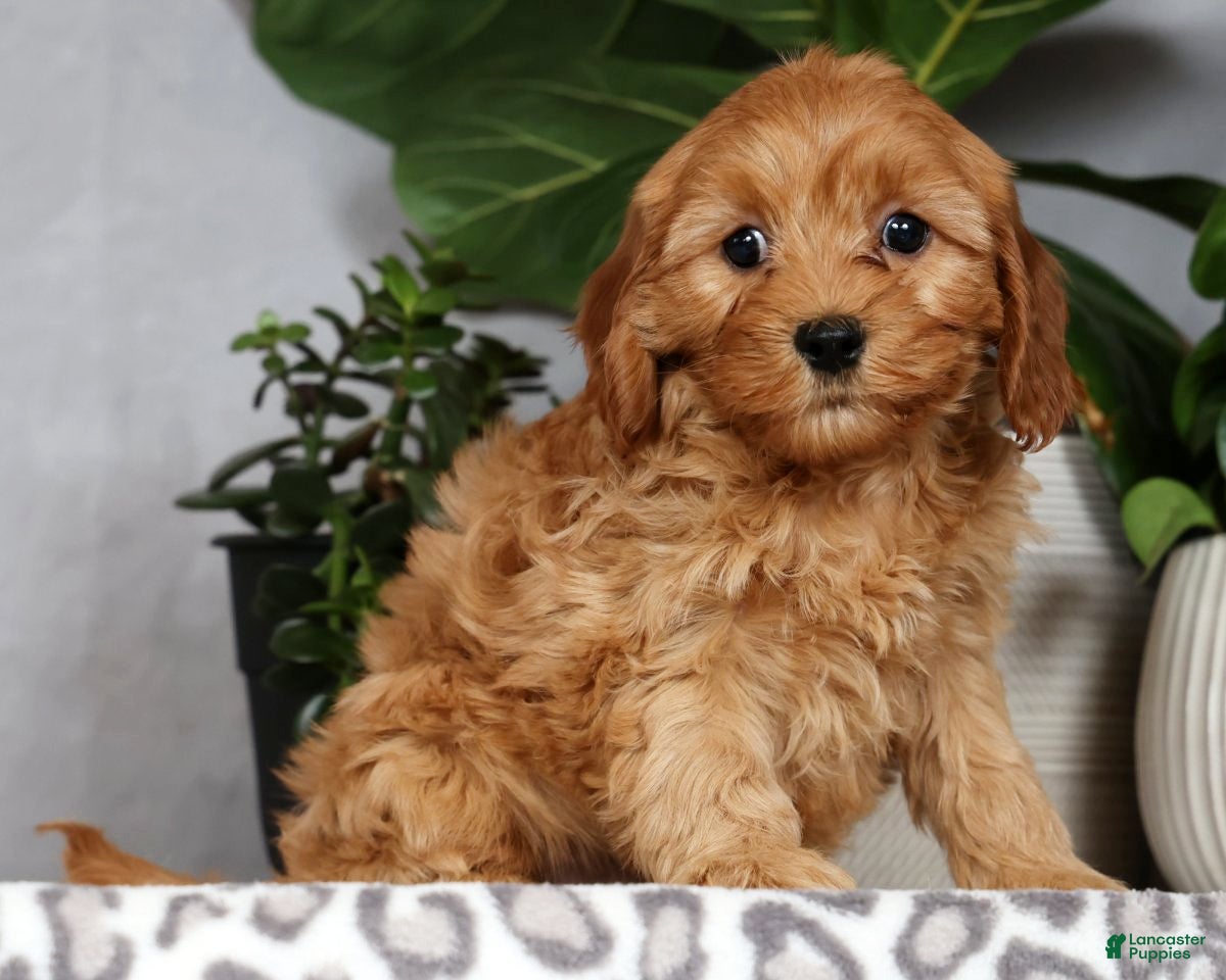 Cavapoo dogs Wesley - Ad 2