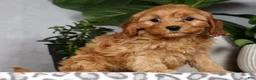 Cavapoo dogs for sale: Wesley - Ad 2