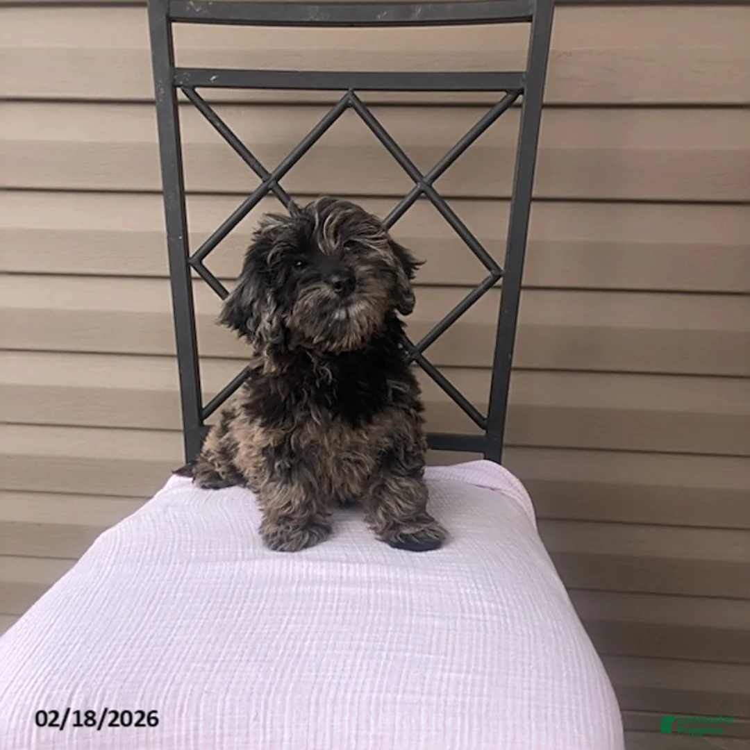 Doxiepoo dogs for sale: Miss Smokey - Ad 3