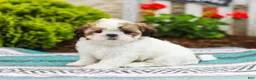 Shih Tzu dogs for sale: Bambi (Raised in Home, Crate Trained & Potty Training!) - Ad 4