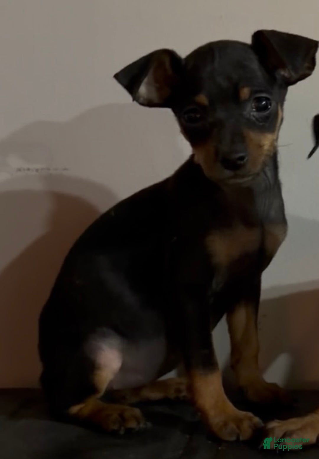 Miniature Pinscher dogs for sale: Roxita - Ad 1