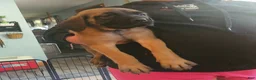 English Mastiff dogs for sale: Orange - Ad 2