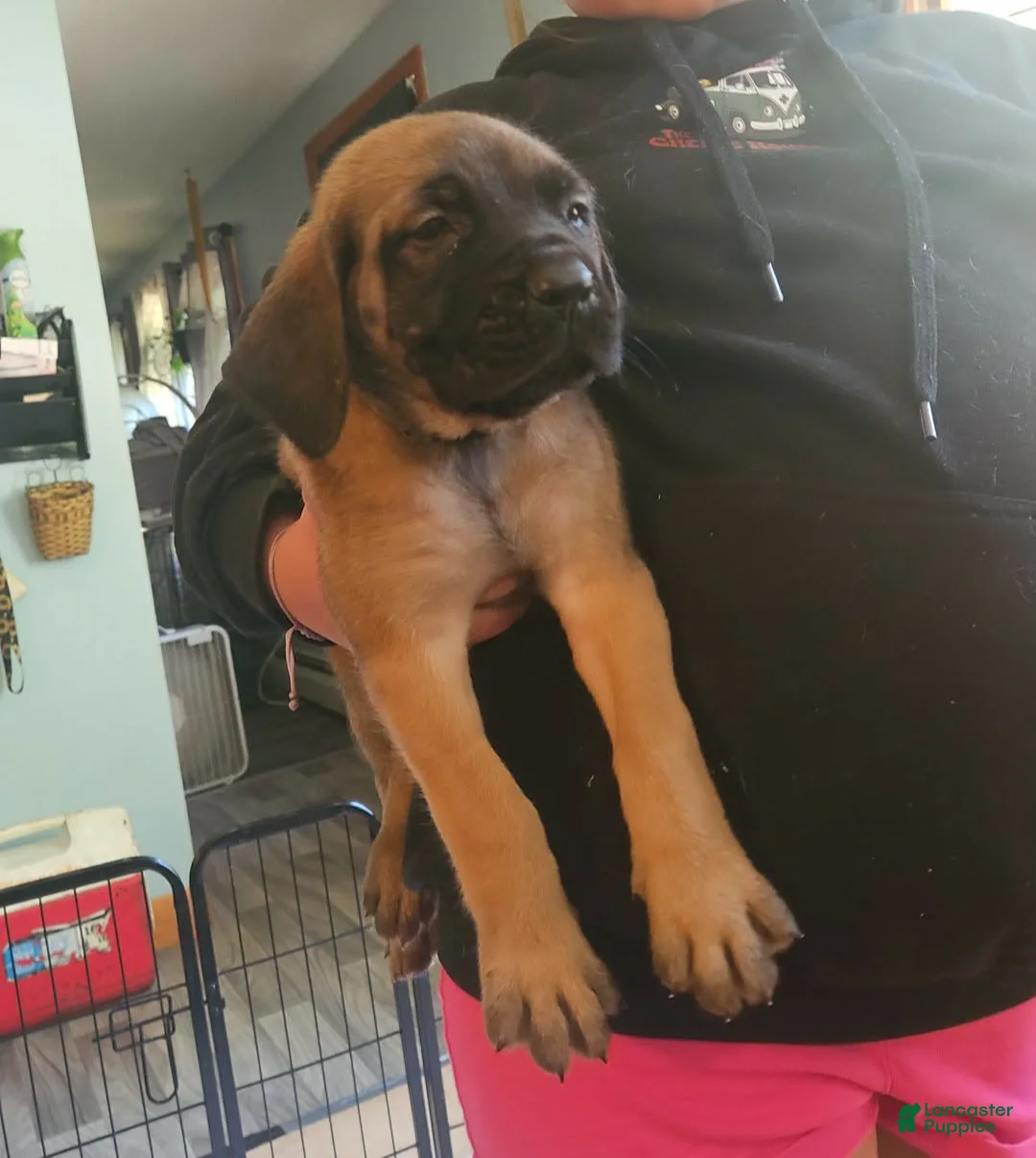 English Mastiff dogs for sale: Orange - Ad 2