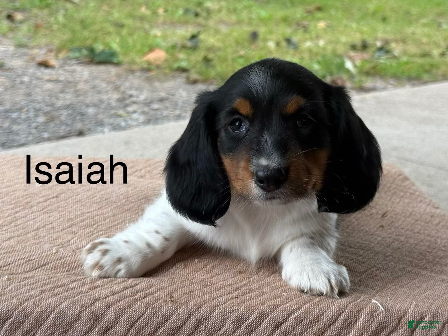 Miniature Dachshund dogs Isaiah special needs - Ad 1