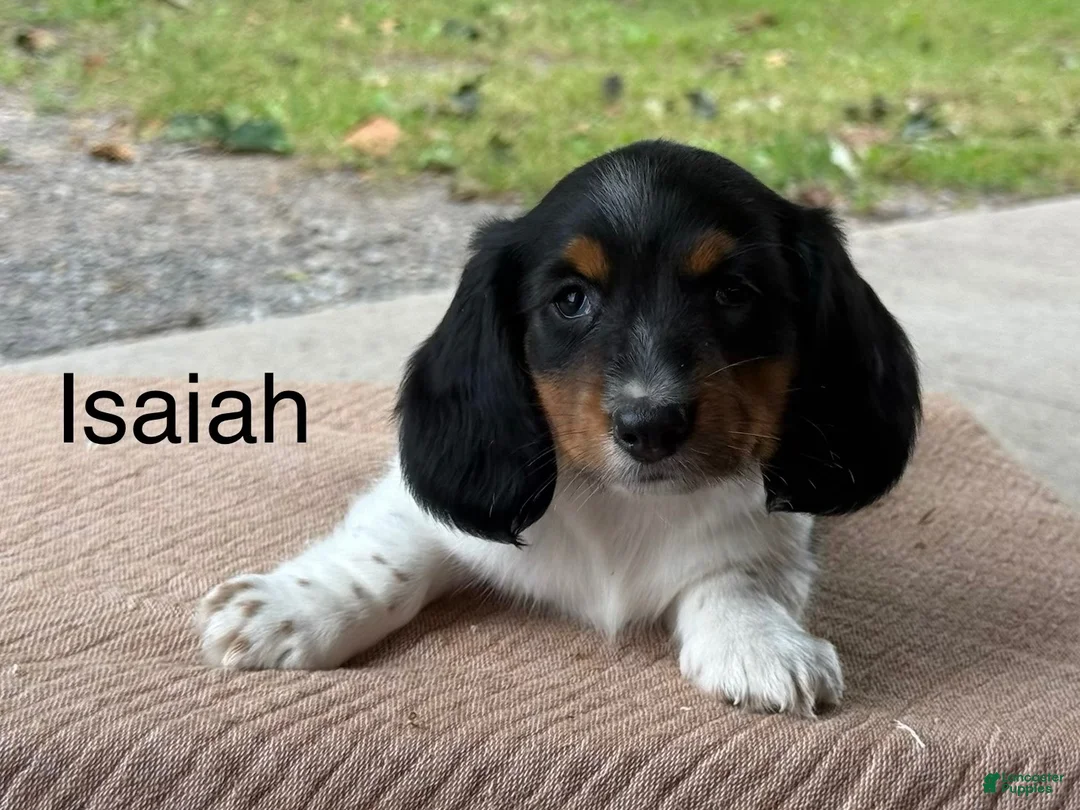 Miniature Dachshund dogs for sale: Isaiah special needs - Ad 1