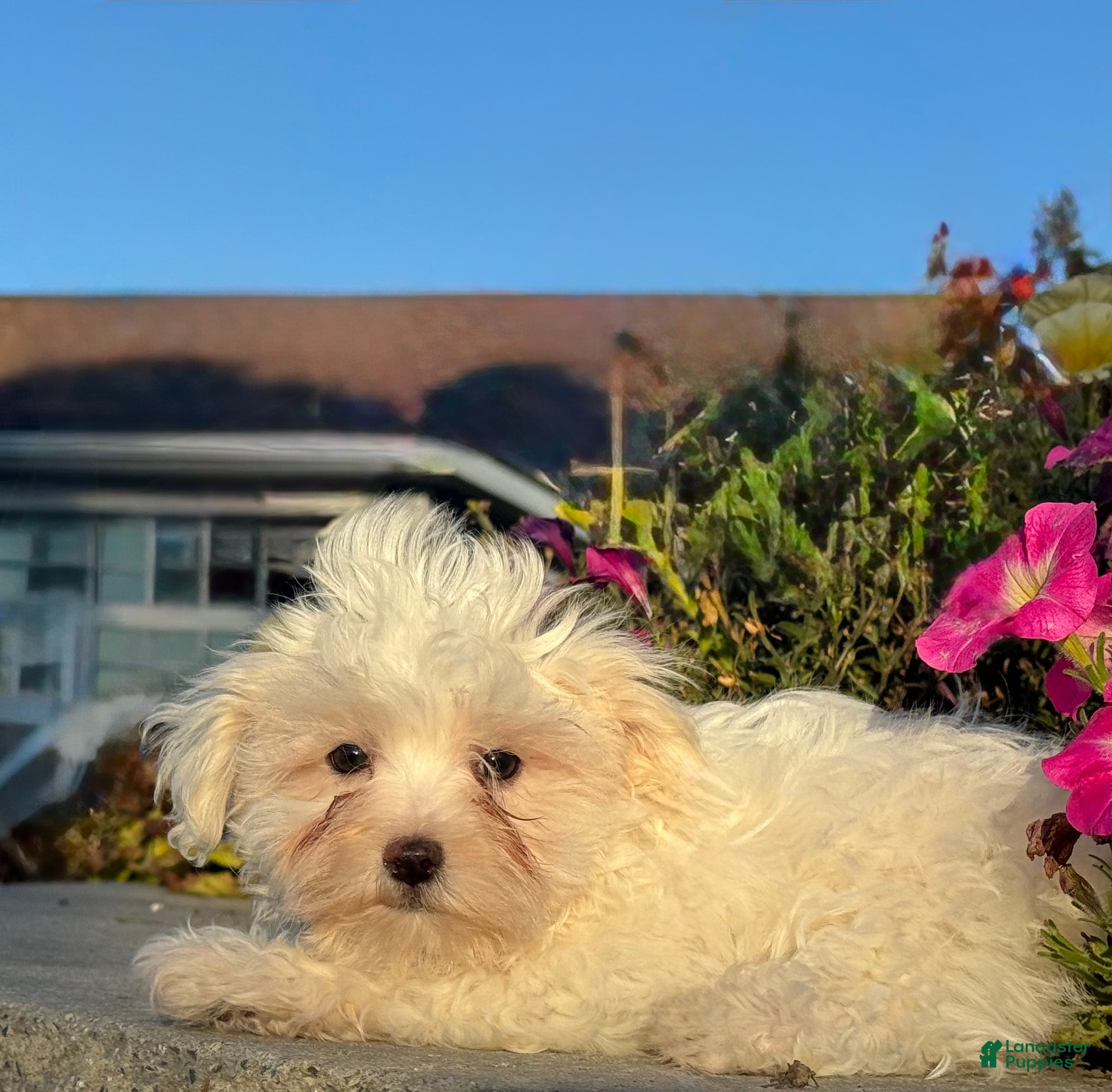 Mixed Breed dogs Elsie - Ad 10