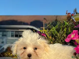 Mixed Breed dogs Elsie - Ad 10