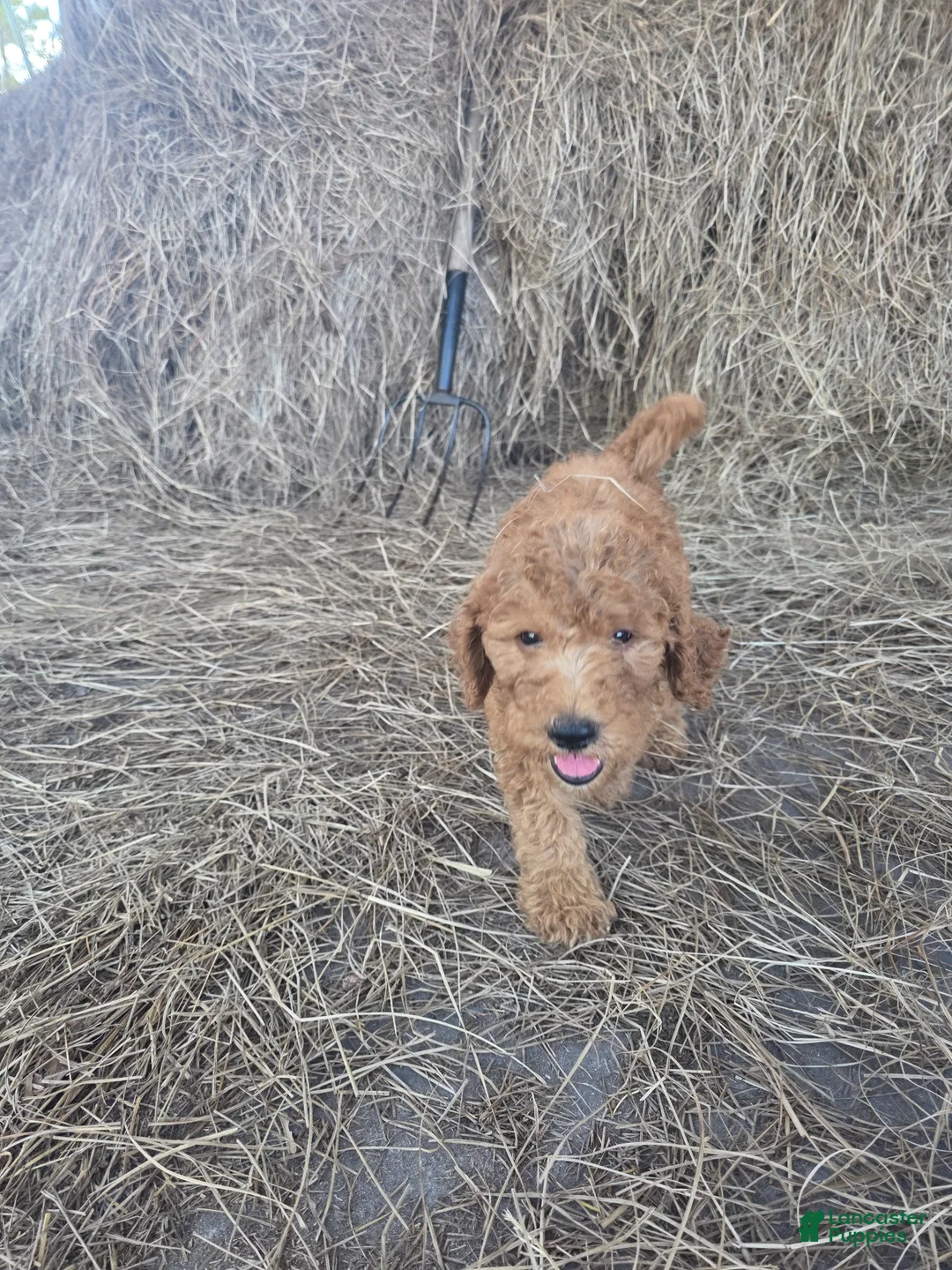 Goldendoodle dogs for sale: Teddie - Ad 2