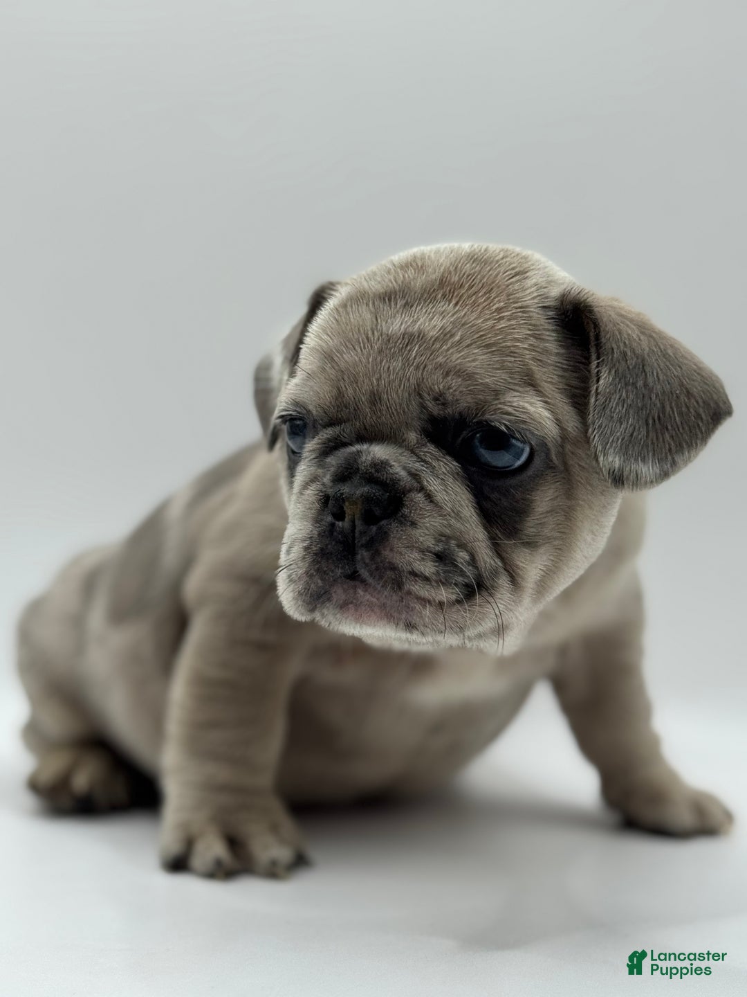 French Bulldog dogs for sale: French Bulldog Puppy 2 - Ad 4