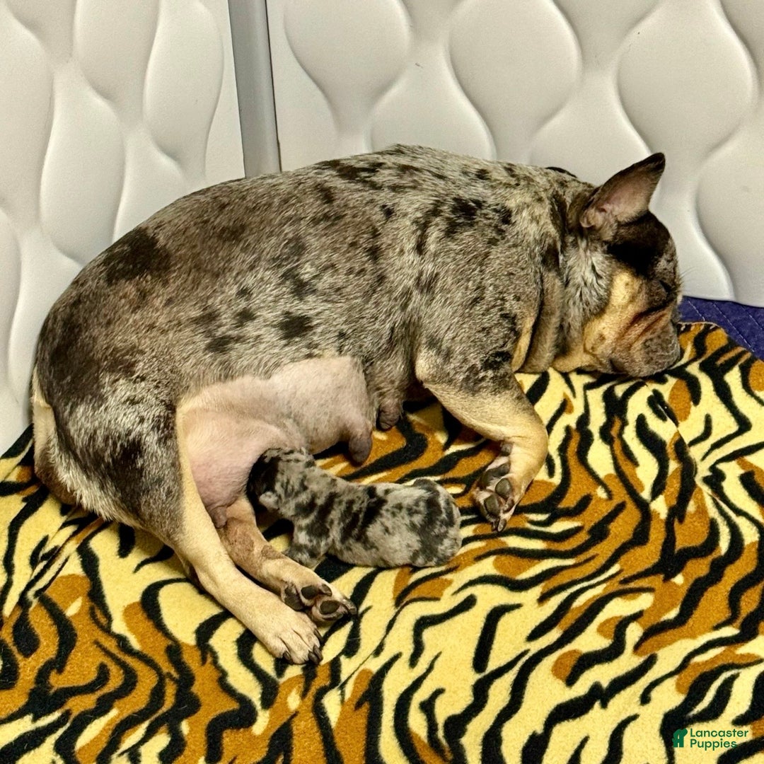 French Bulldog dogs for sale: Prince - Ad 16