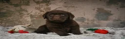 Labrador Retriever dogs for sale: Scout - Ad 3