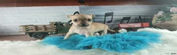 Chihuahua dogs for sale: Haleys fawn boy - Ad 6