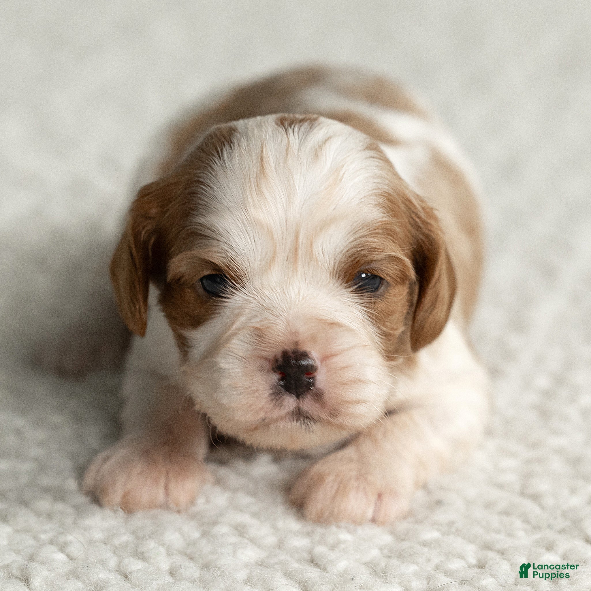 Cavalier King Charles Spaniel dogs for sale: Snickers Cavalier King Charles Spaniel  - Ad 2