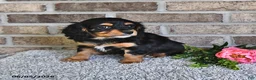 Cavachon dogs for sale: Benji - Ad 4