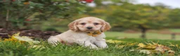 Cocker Spaniel dogs for sale: Cinnamon - Ad 5