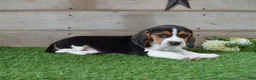 Beagle dogs for sale: Billy The Kid - Ad 3