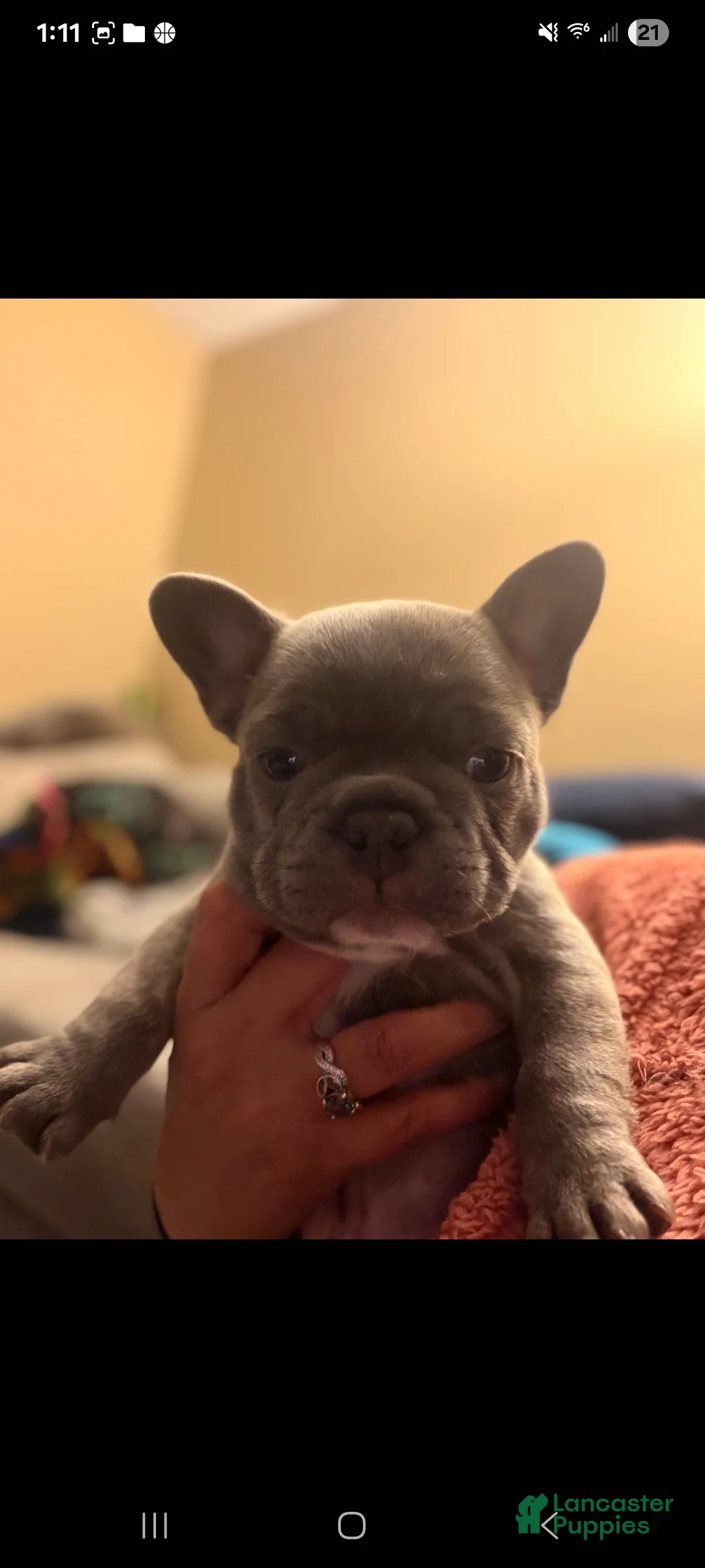 French Bulldog dogs for sale: Stormy - Ad 14