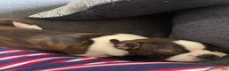 Boston Terrier dogs for sale: Boston Terrier 1 - Ad 5