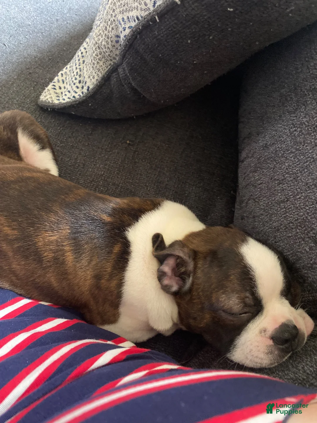 Boston Terrier dogs for sale: Boston Terrier 1 - Ad 5