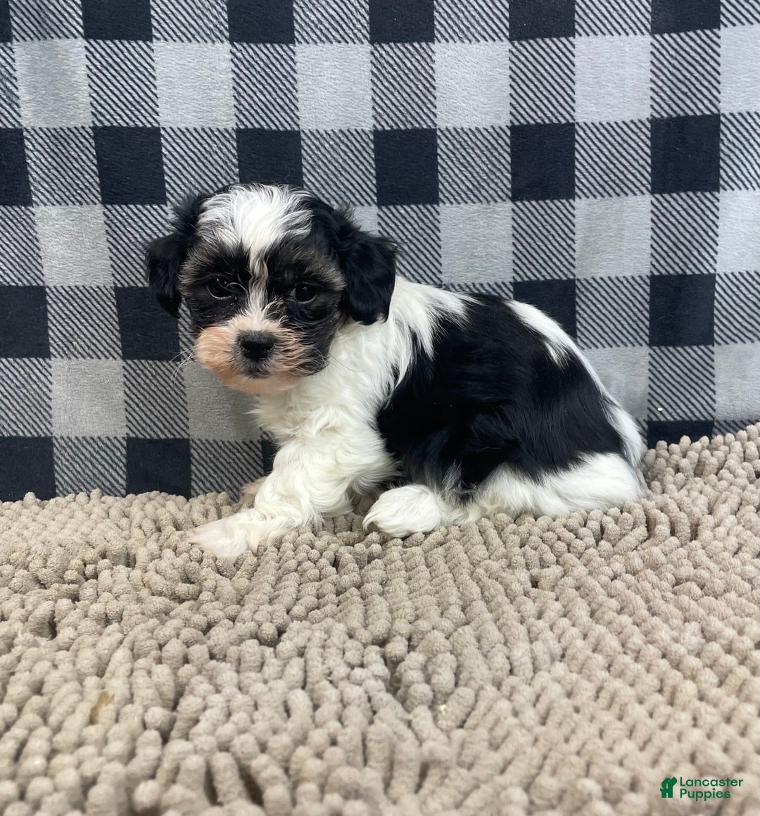 Teddy Bear dogs for sale: Jade - Ad 3