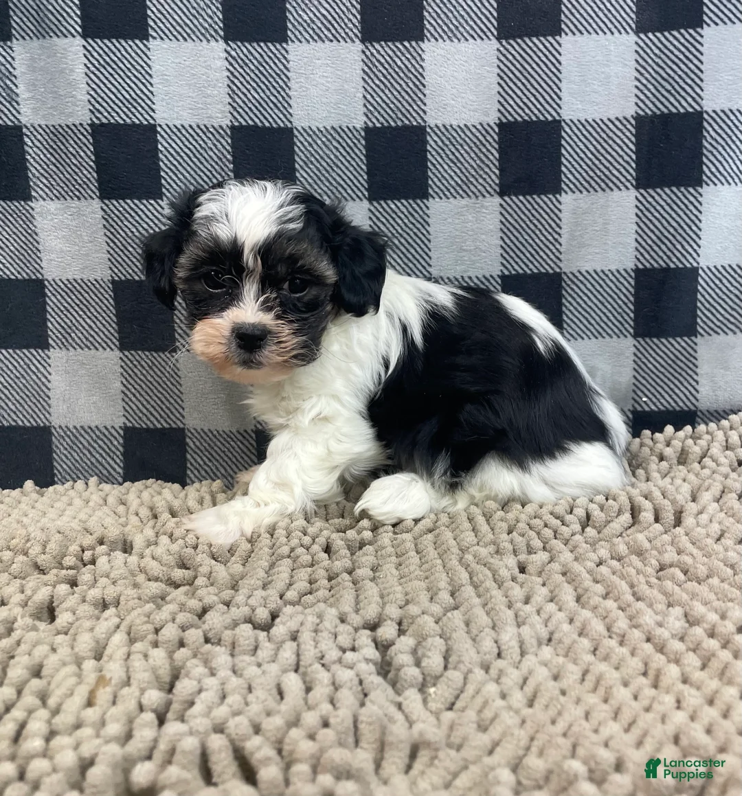 Teddy Bear dogs for sale: Jade - Ad 3