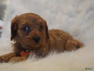 Cavapoo dogs Jupiter - Ad 39