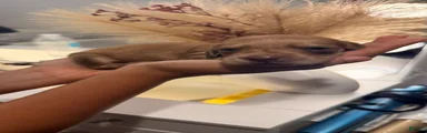 Miniature Dachshund 4