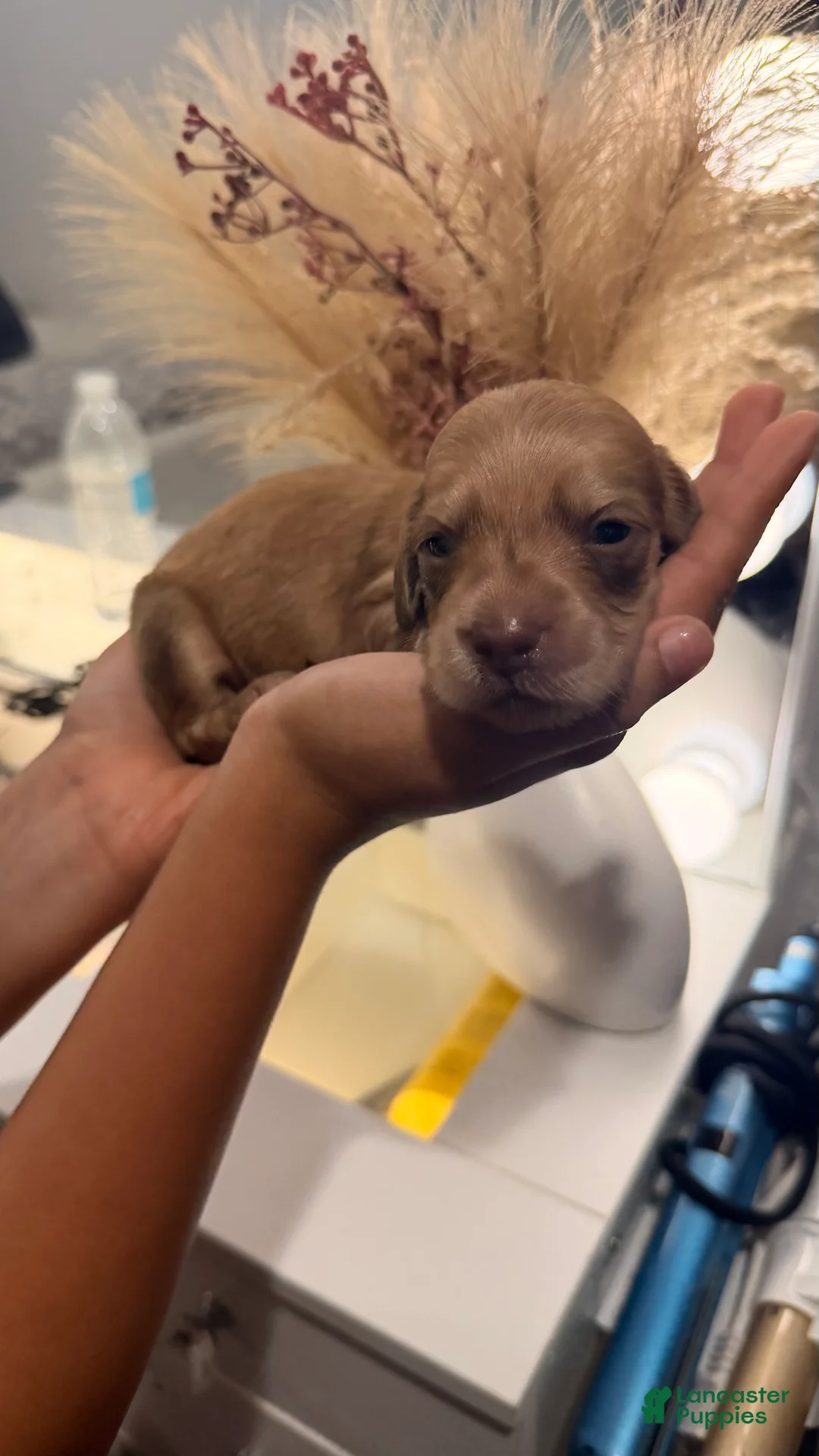 Miniature Dachshund dogs for sale: Miniature Dachshund 4 - Ad 1