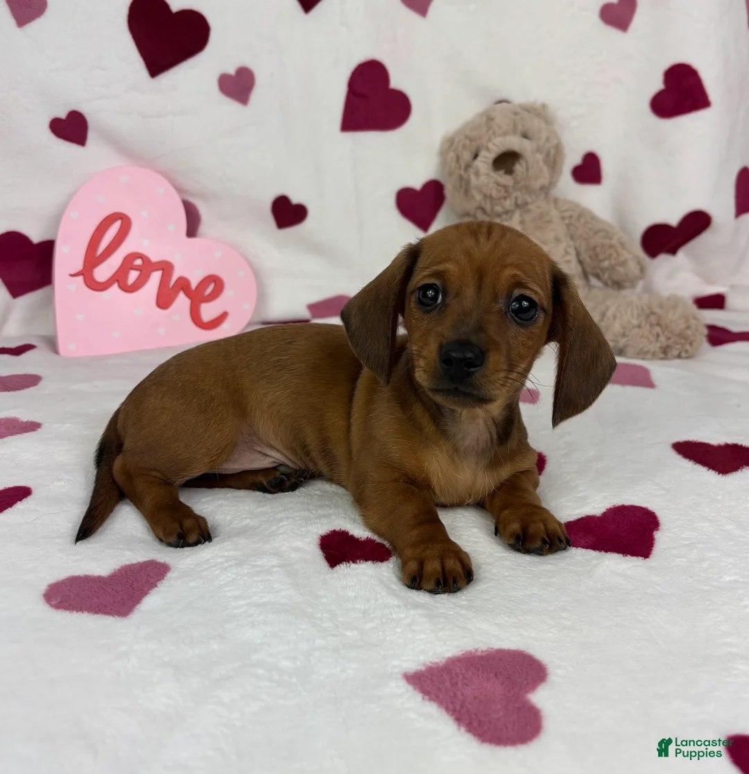 Miniature Dachshund dogs for sale: Freddie - Ad 2