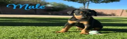 Doberman Pinscher dogs for sale: Akira M2 - Ad 1
