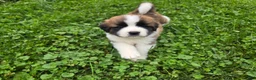 Saint Bernard dogs for sale: Maverick - Ad 5