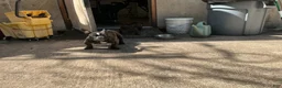 American Bully dogs for sale: Koda - Ad 4