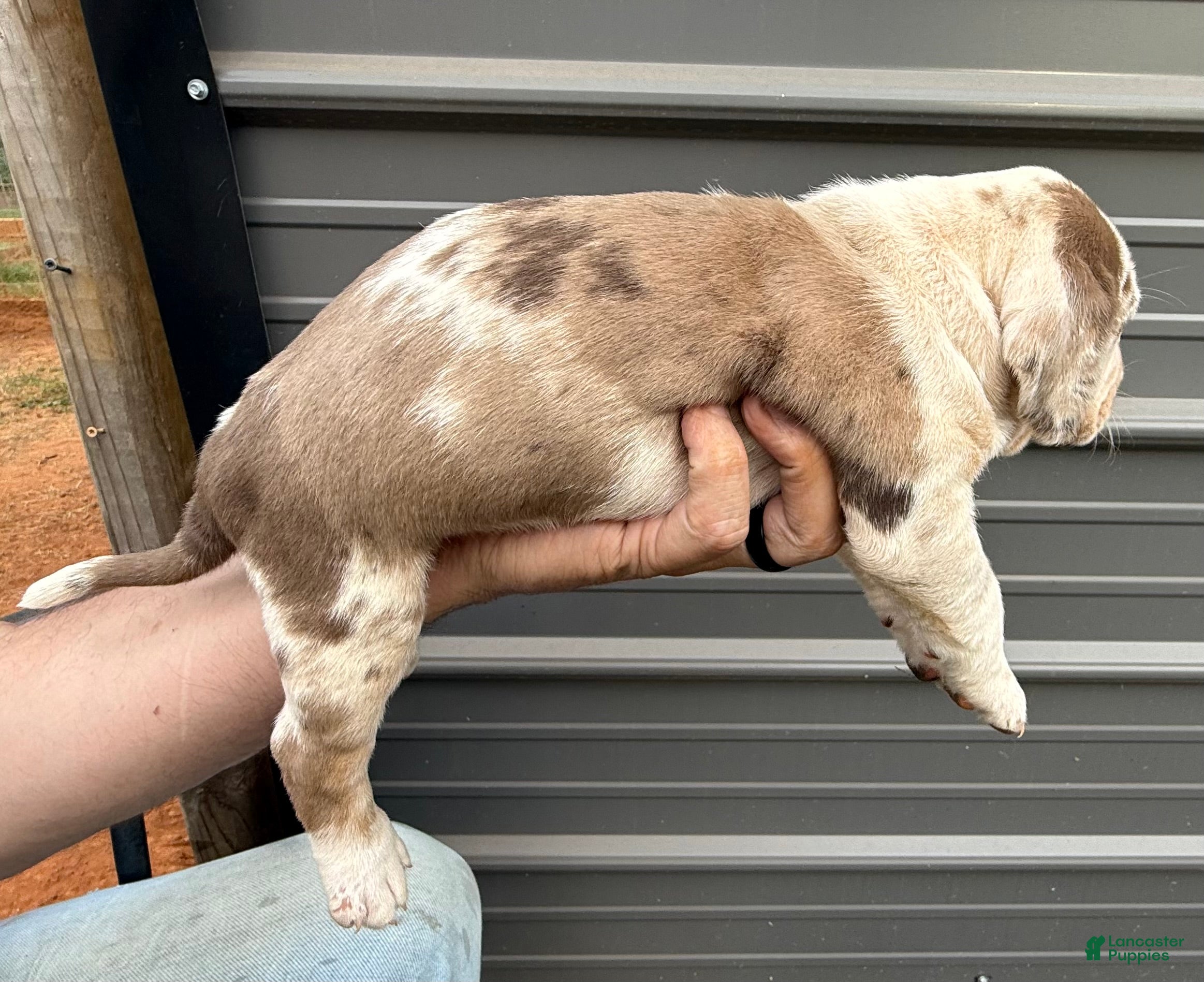 Catahoula Leopard Dog dogs for sale: Siggy - Ad 2