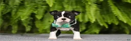Boston Terrier dogs for sale: Lovely NUROO - Ad 3