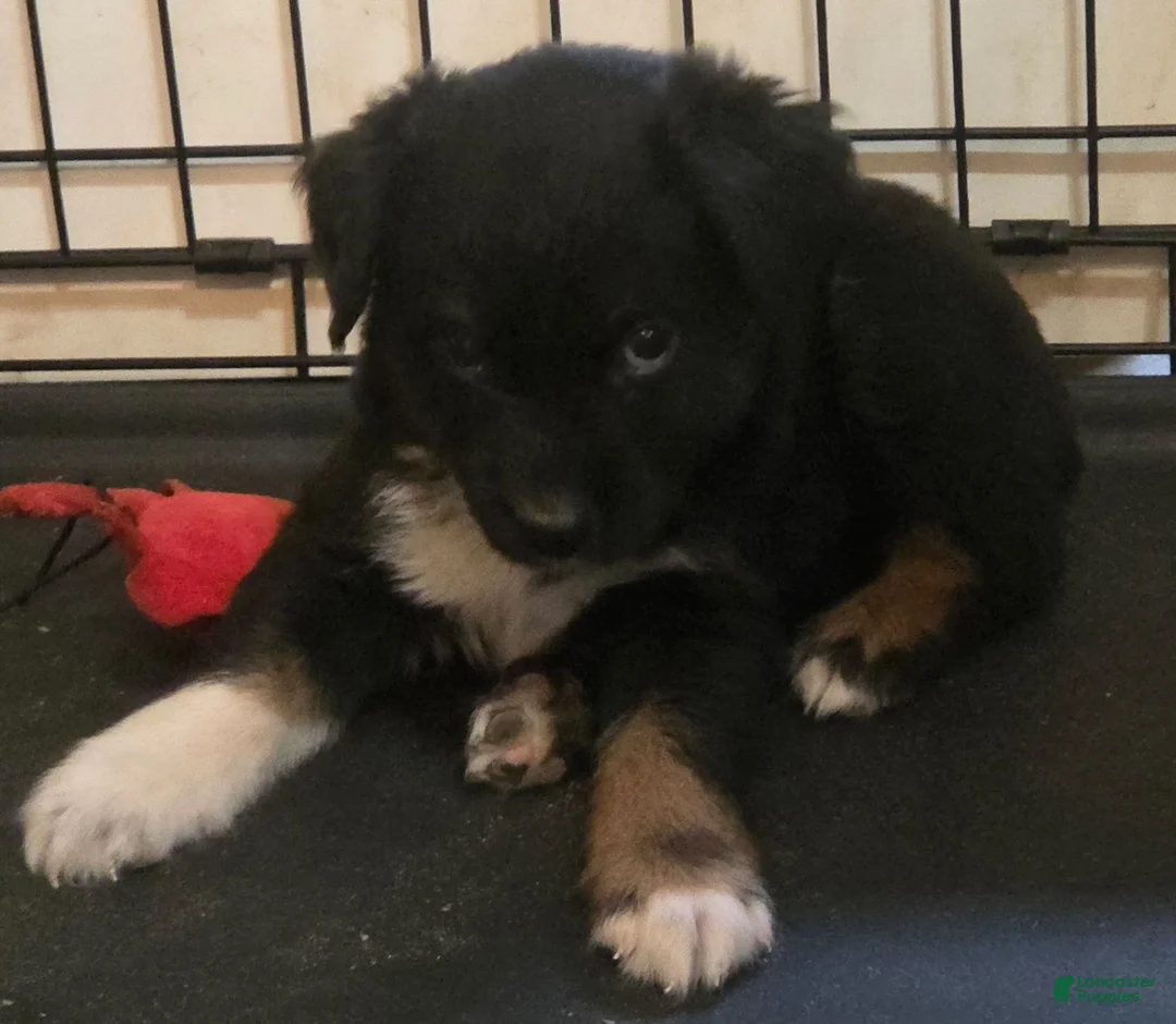 Australian Shepherd dogs for sale: Rowan - Ad 1