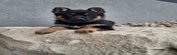 German Shepherd dogs for sale: Skye - Ad 3