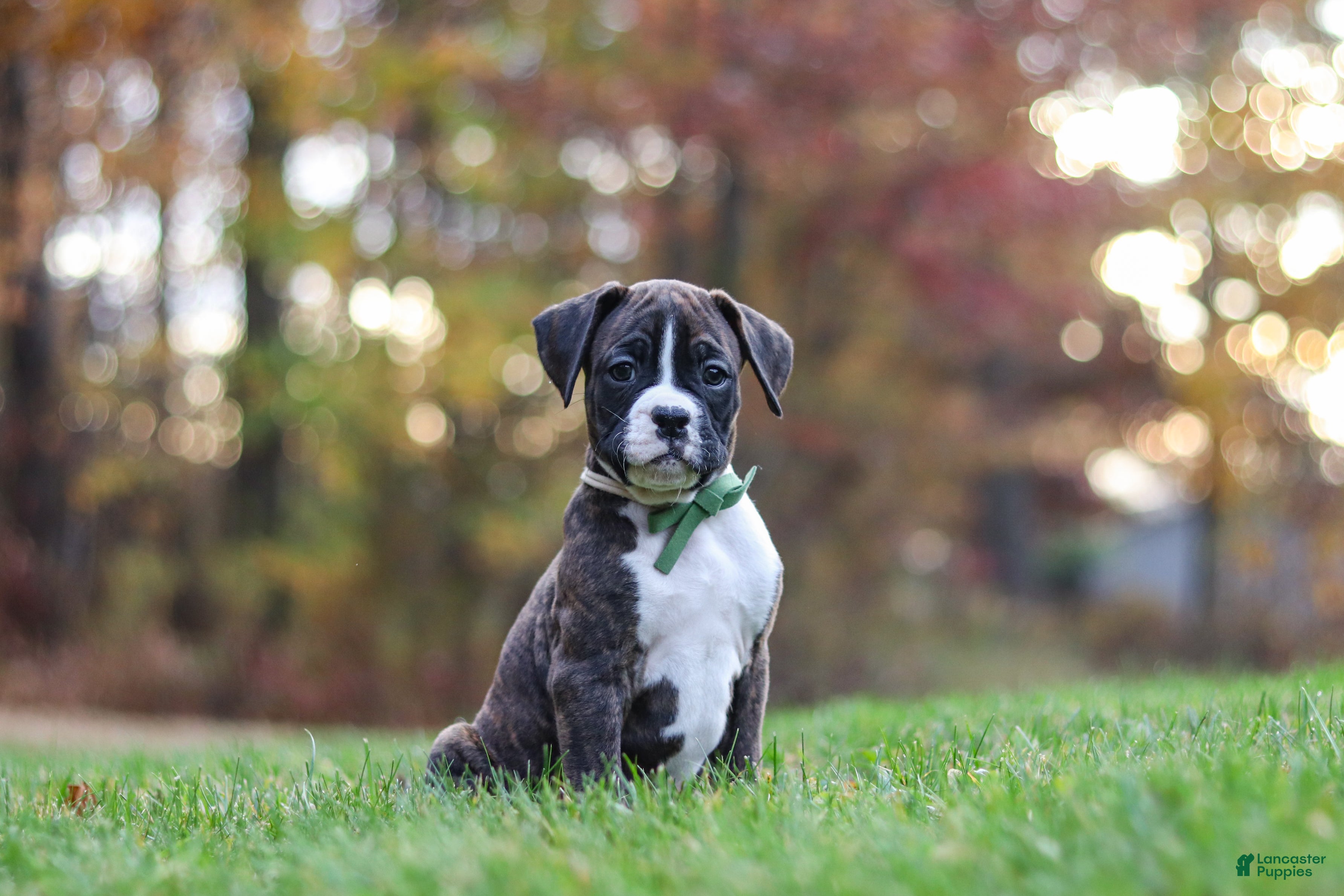 Boxer dogs for sale: Carter - Ad 2