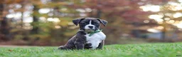 Boxer dogs for sale: Carter - Ad 2